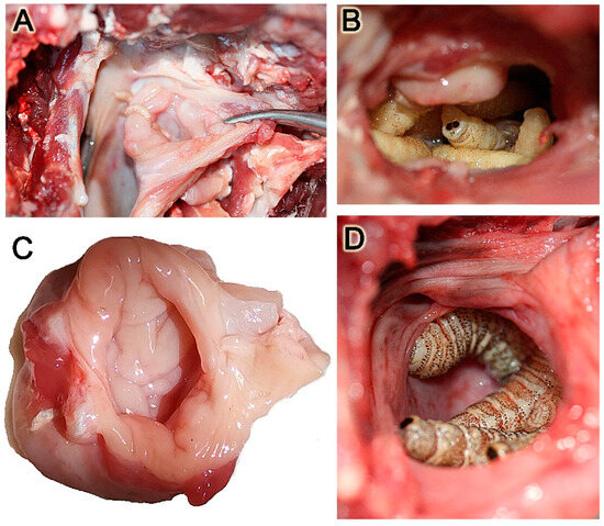 Animals 14 01297 g002