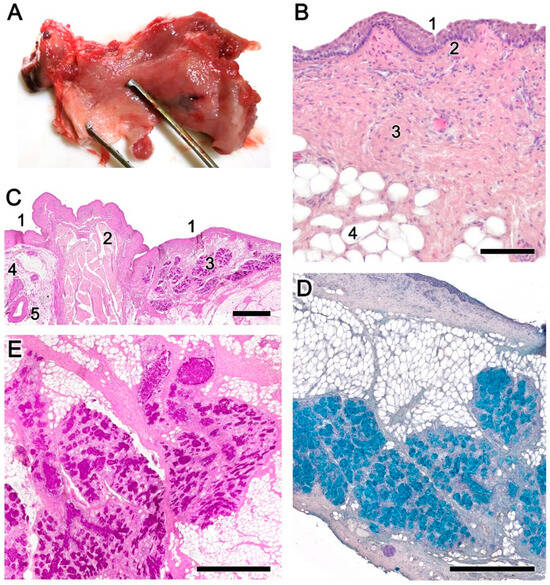 Animals 14 01297 g003