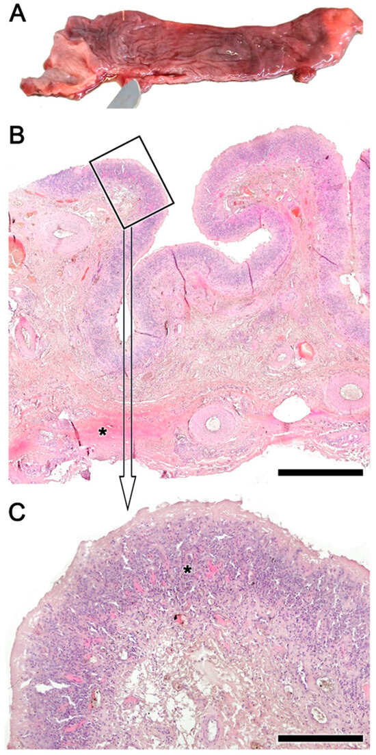 Animals 14 01297 g004