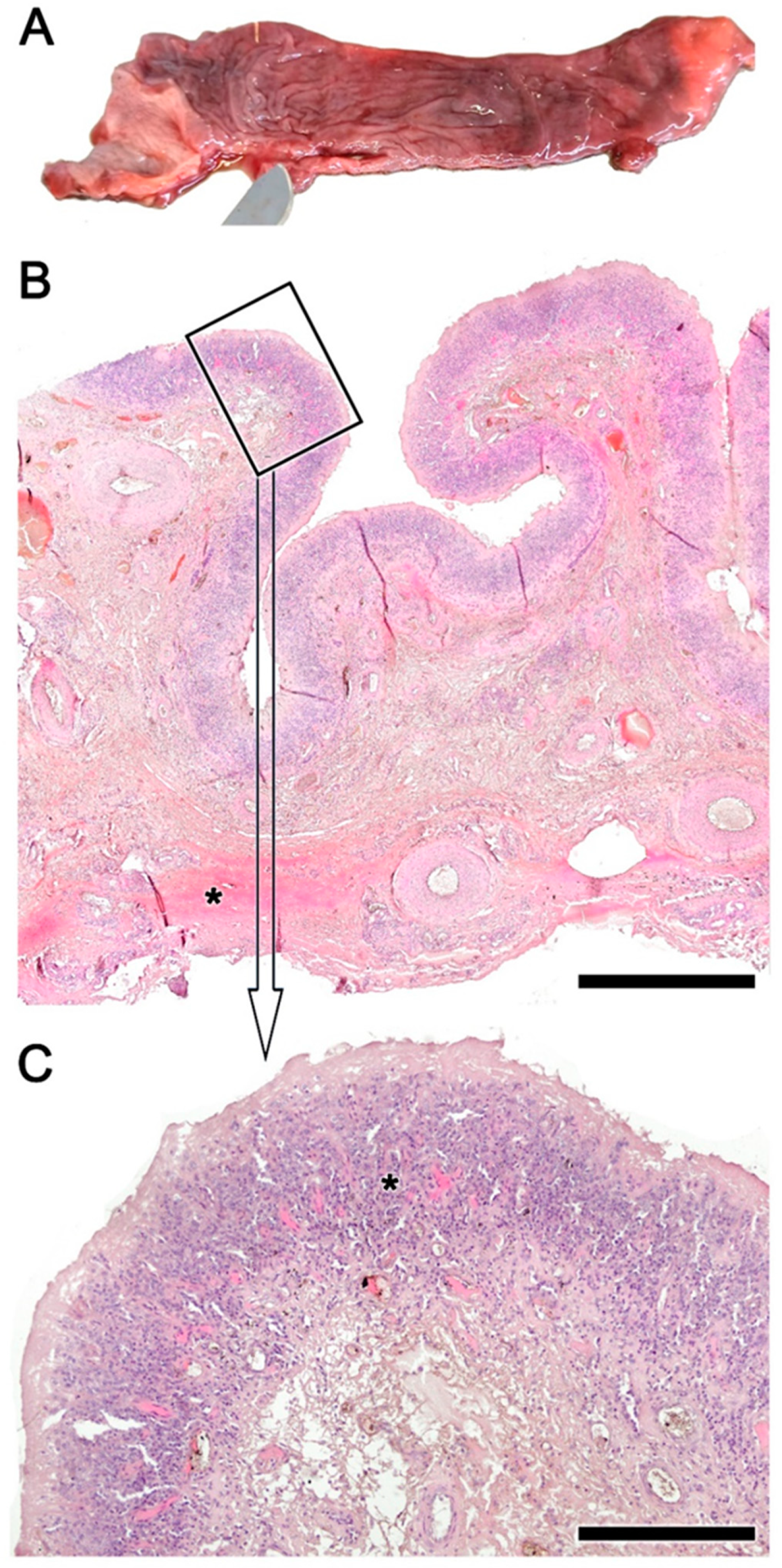 Animals 14 01297 g004