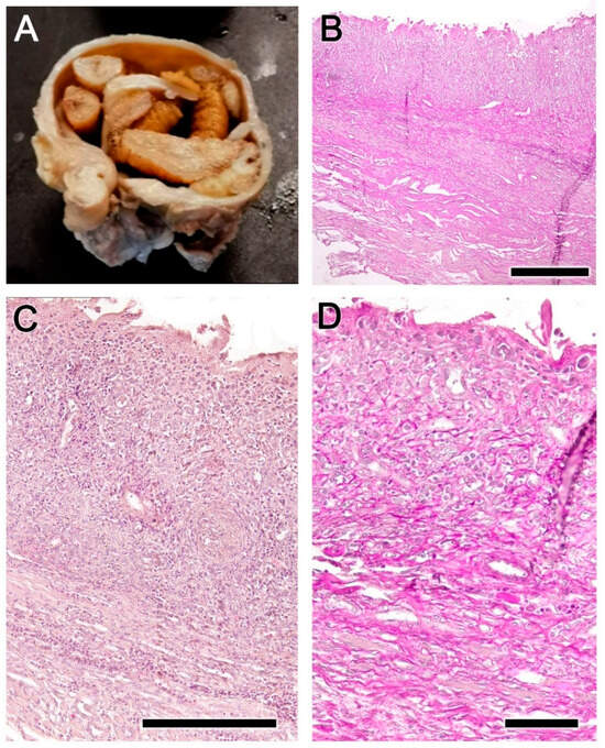 Animals 14 01297 g007