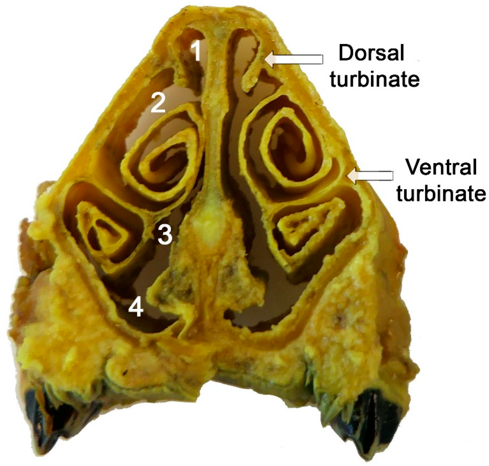 Animals 14 01297 g008