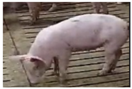 Animals 14 01316 i001