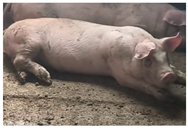 Animals 14 01316 i002