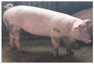 Animals 14 01316 i003