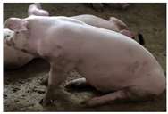 Animals 14 01316 i004