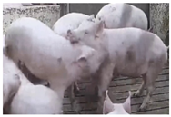 Animals 14 01316 i005