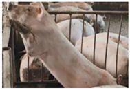 Animals 14 01316 i006