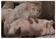 Animals 14 01316 i007