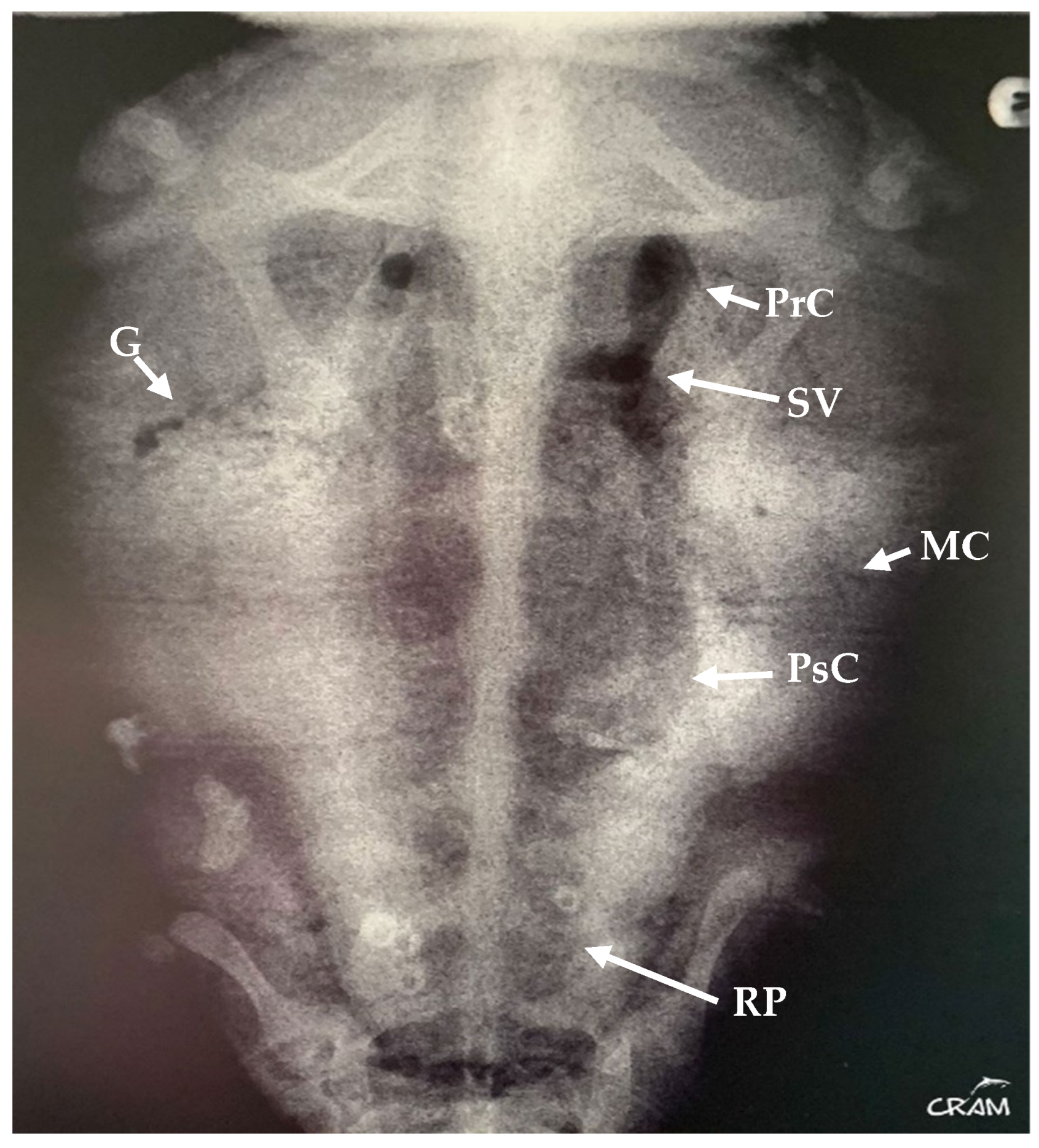 Animals 14 01317 g001