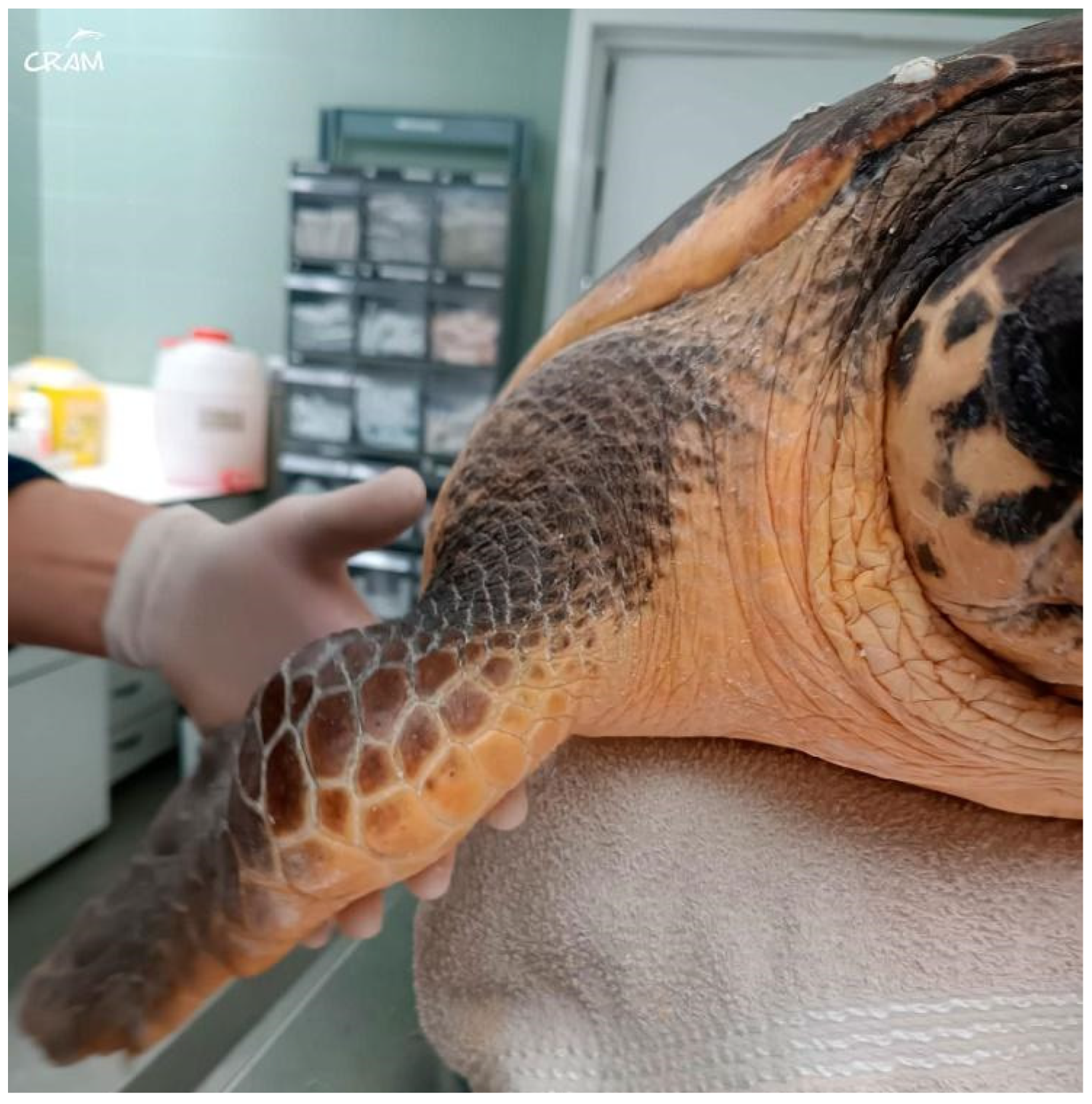 Animals 14 01317 g004