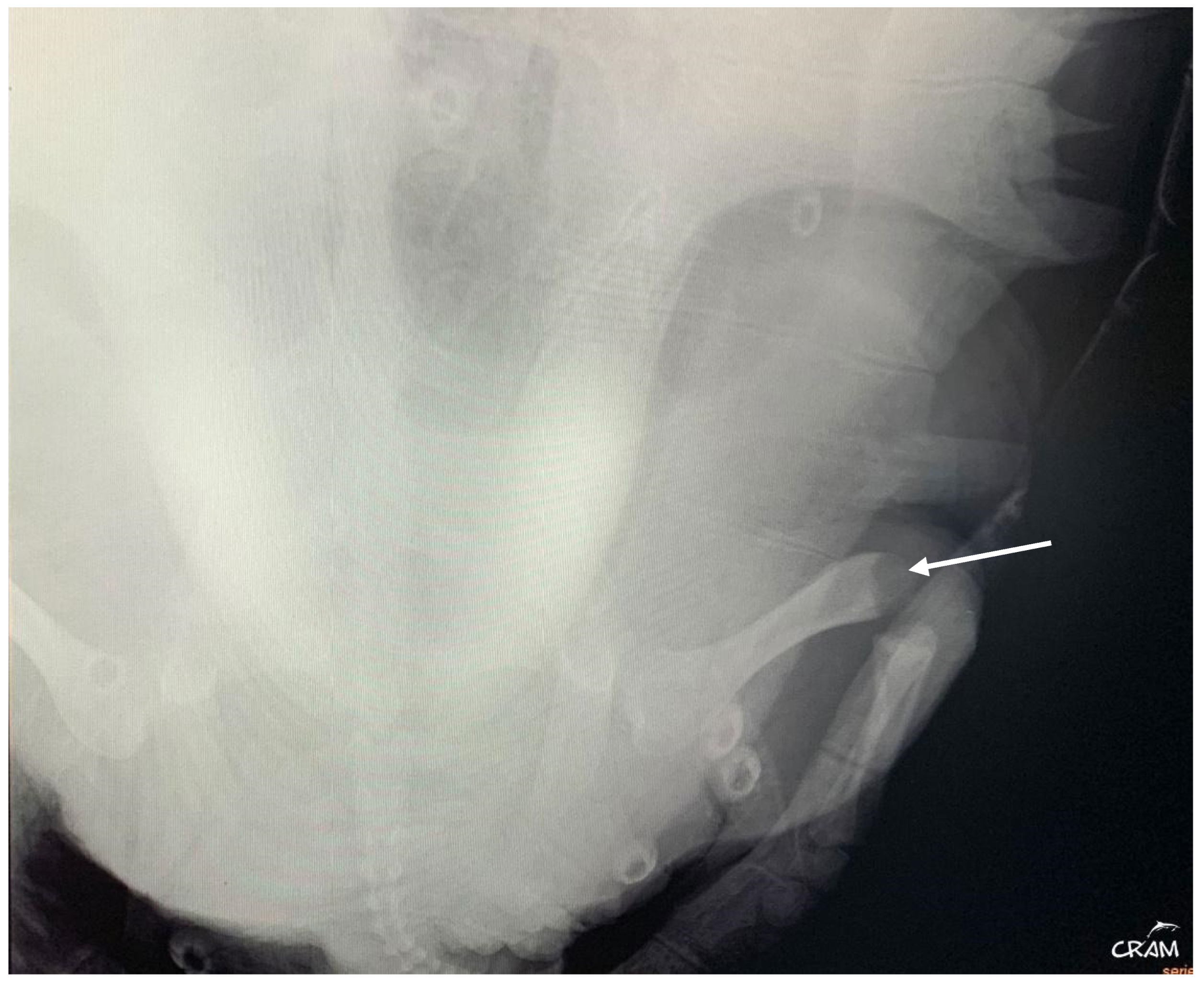 Animals 14 01317 g006