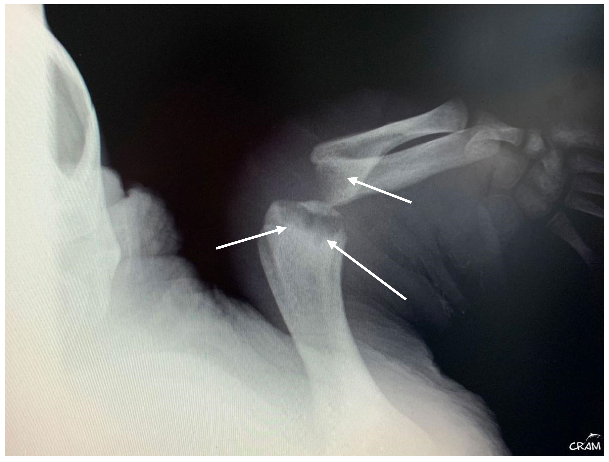 Animals 14 01317 g007