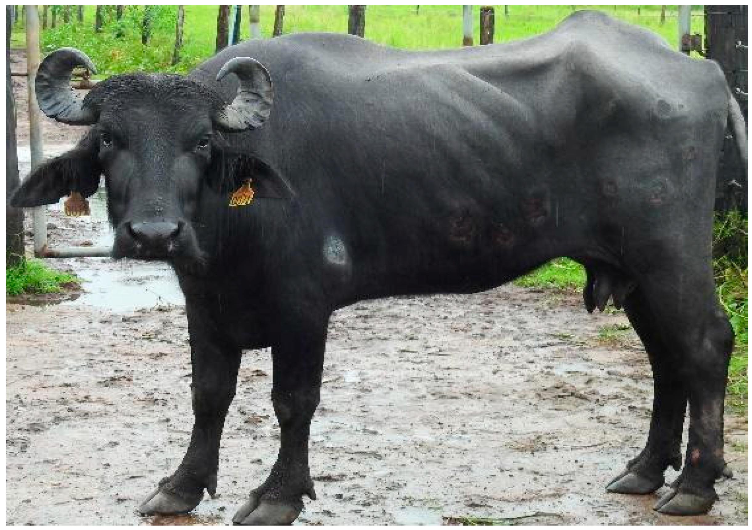 Animals 14 01327 g001