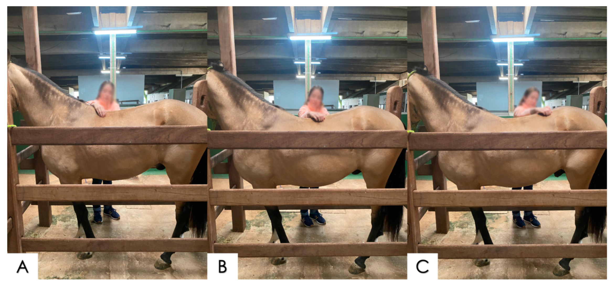 Animals 14 01364 g002