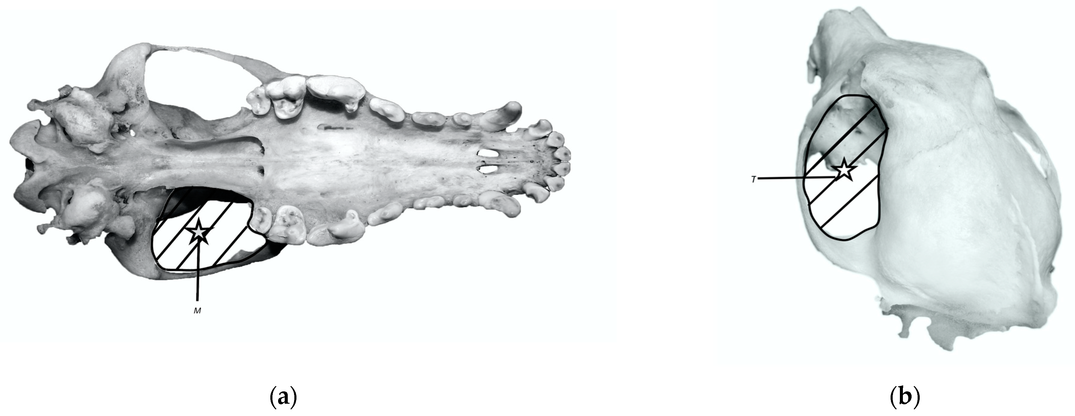 Animals 14 01367 g002