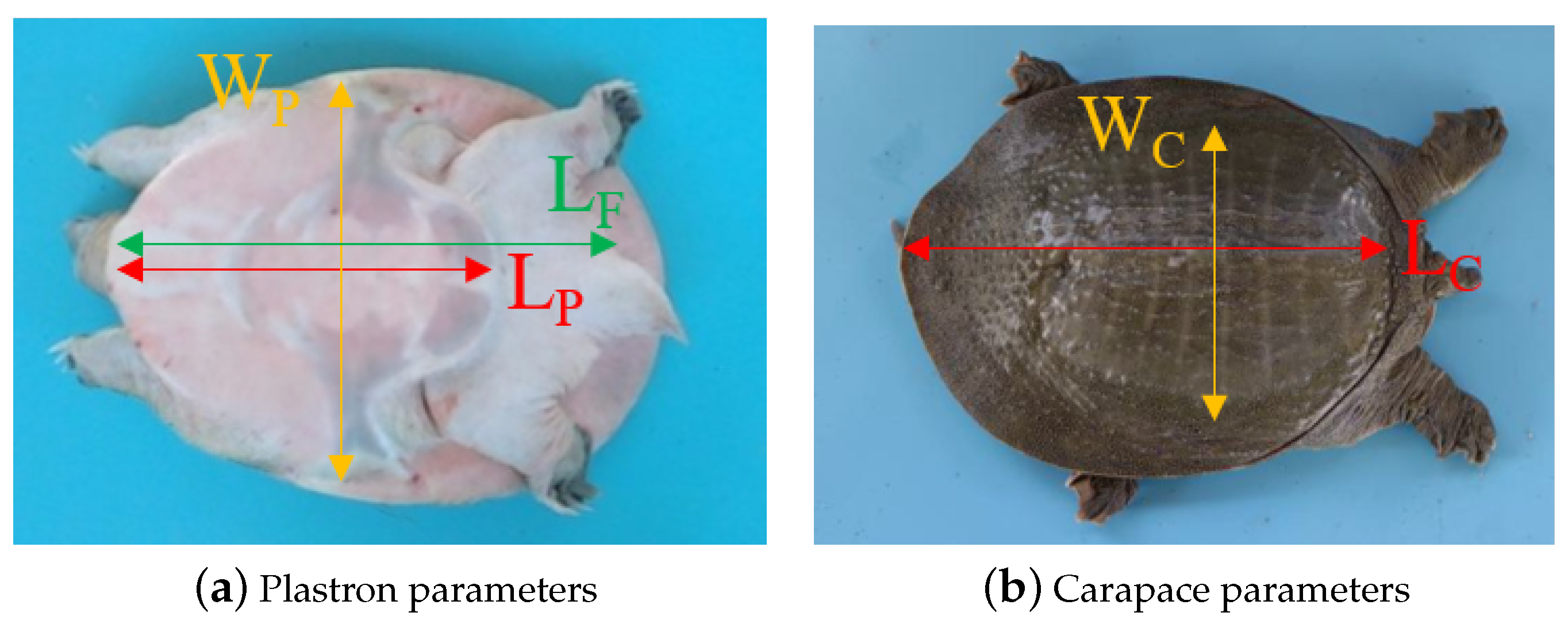 Animals 14 01368 g005
