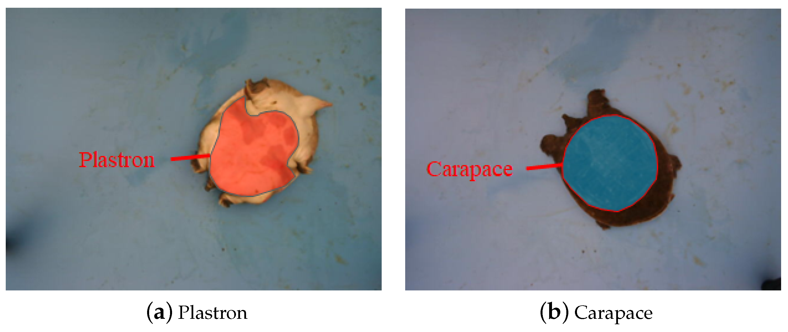 Animals 14 01368 g006