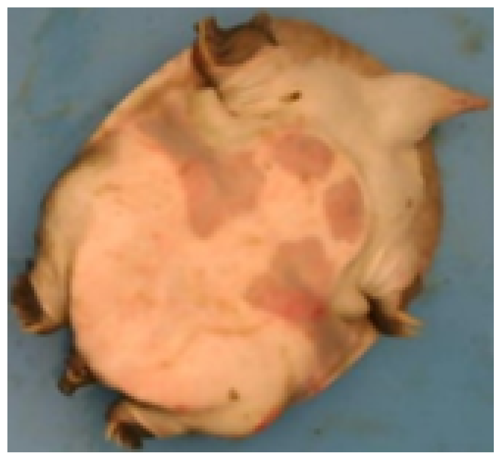 Animals 14 01368 g007