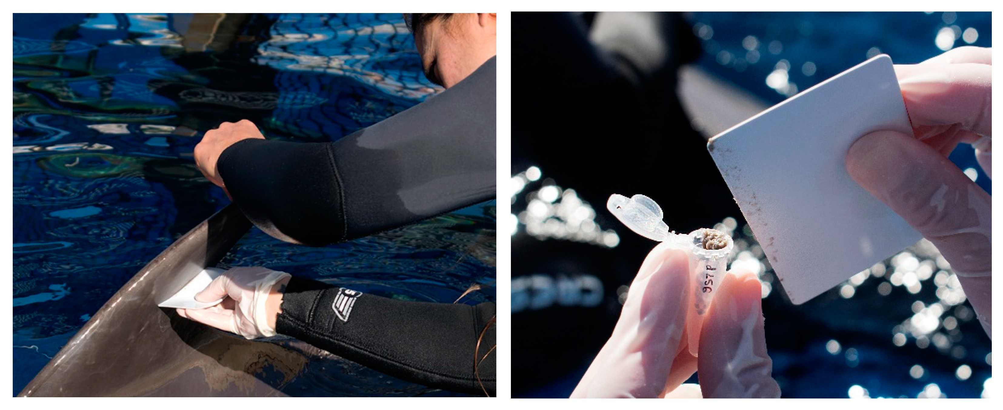 Animals 14 01377 g001