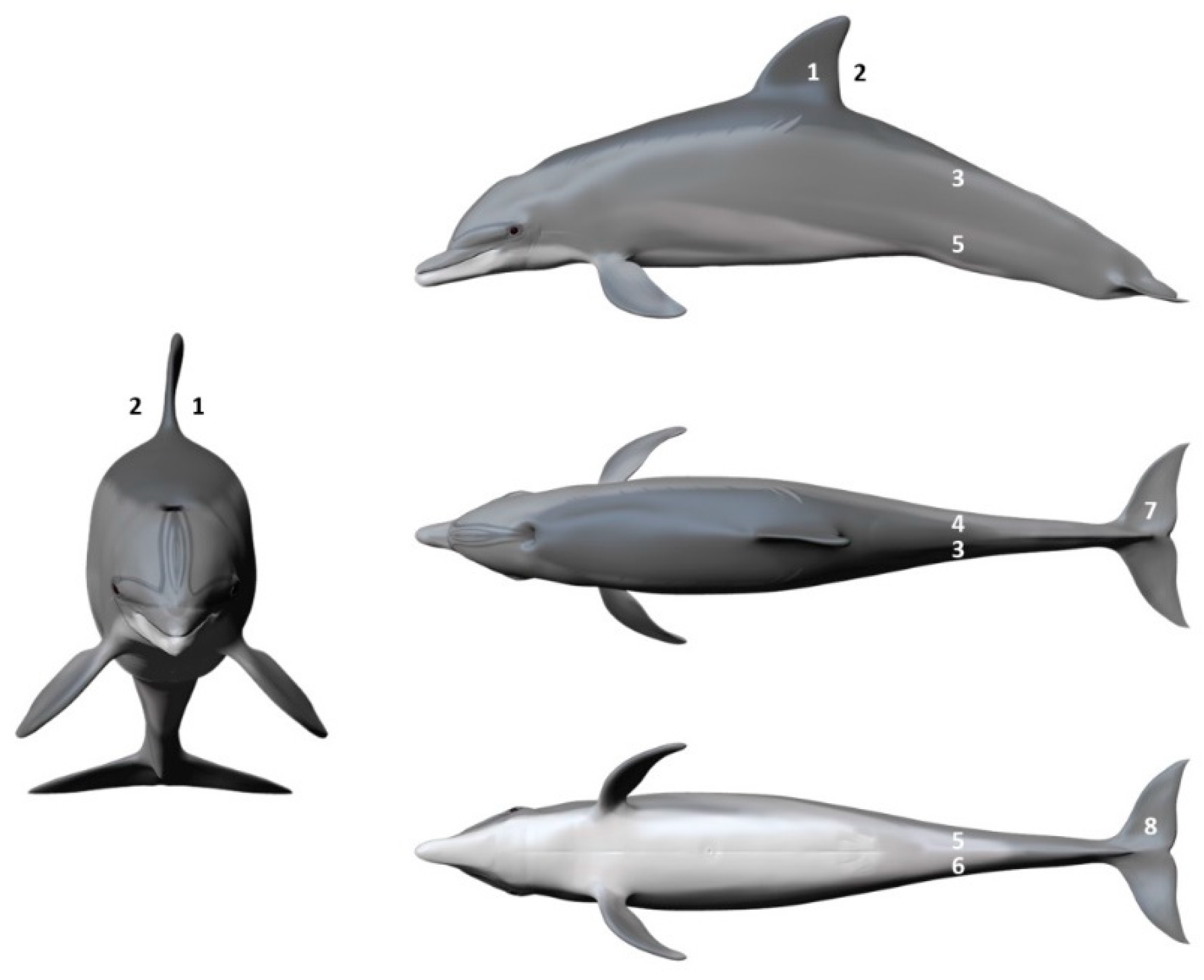 Animals 14 01377 g002