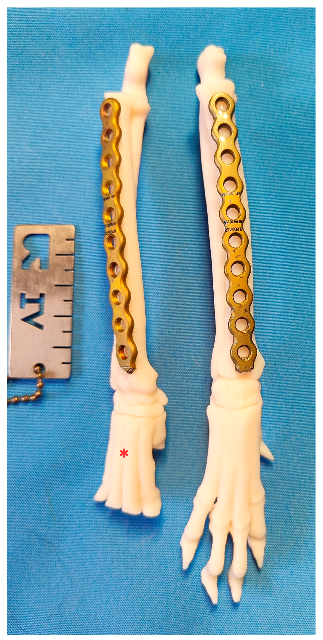 Animals 14 01381 g001