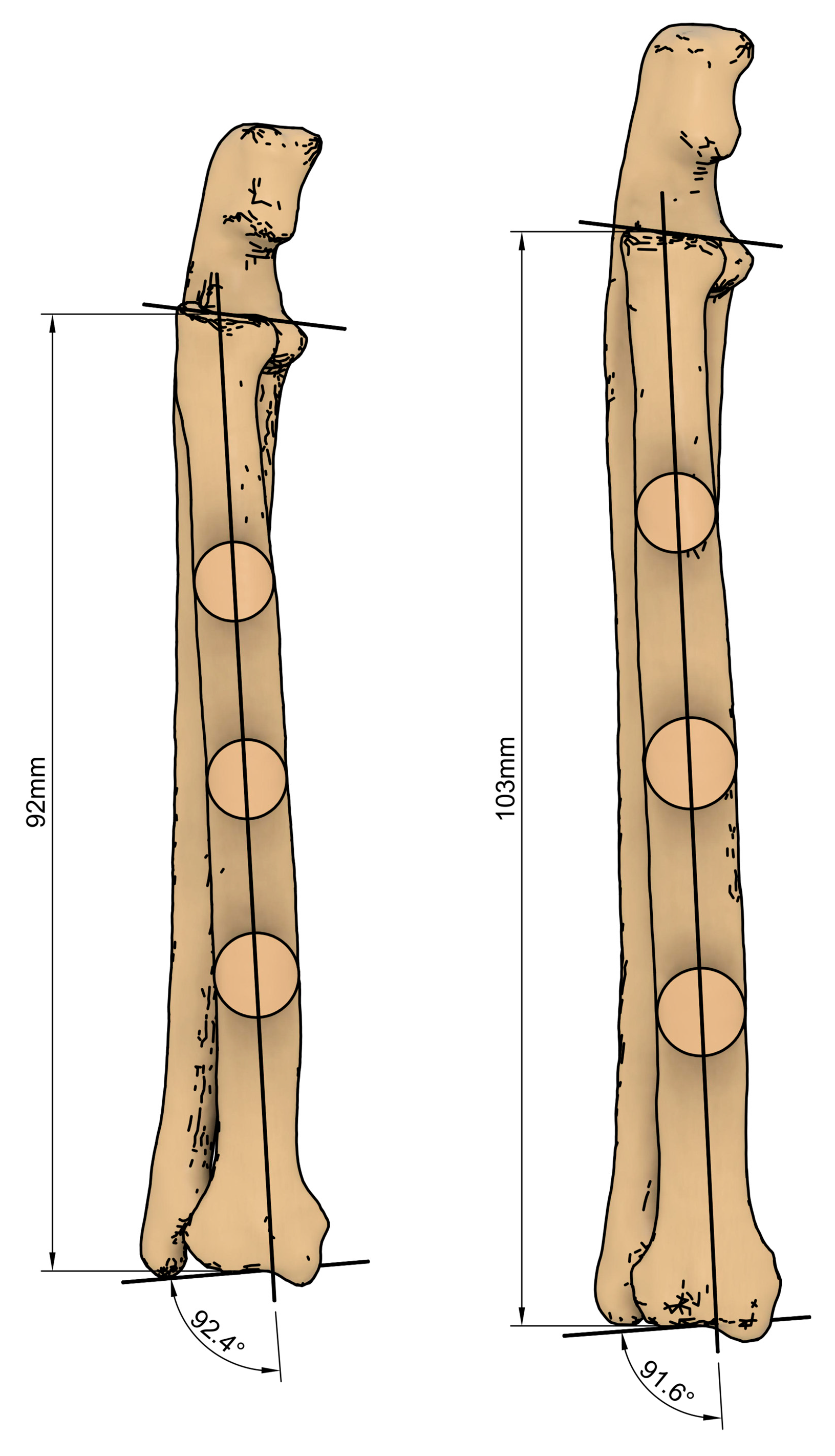 Animals 14 01381 g002