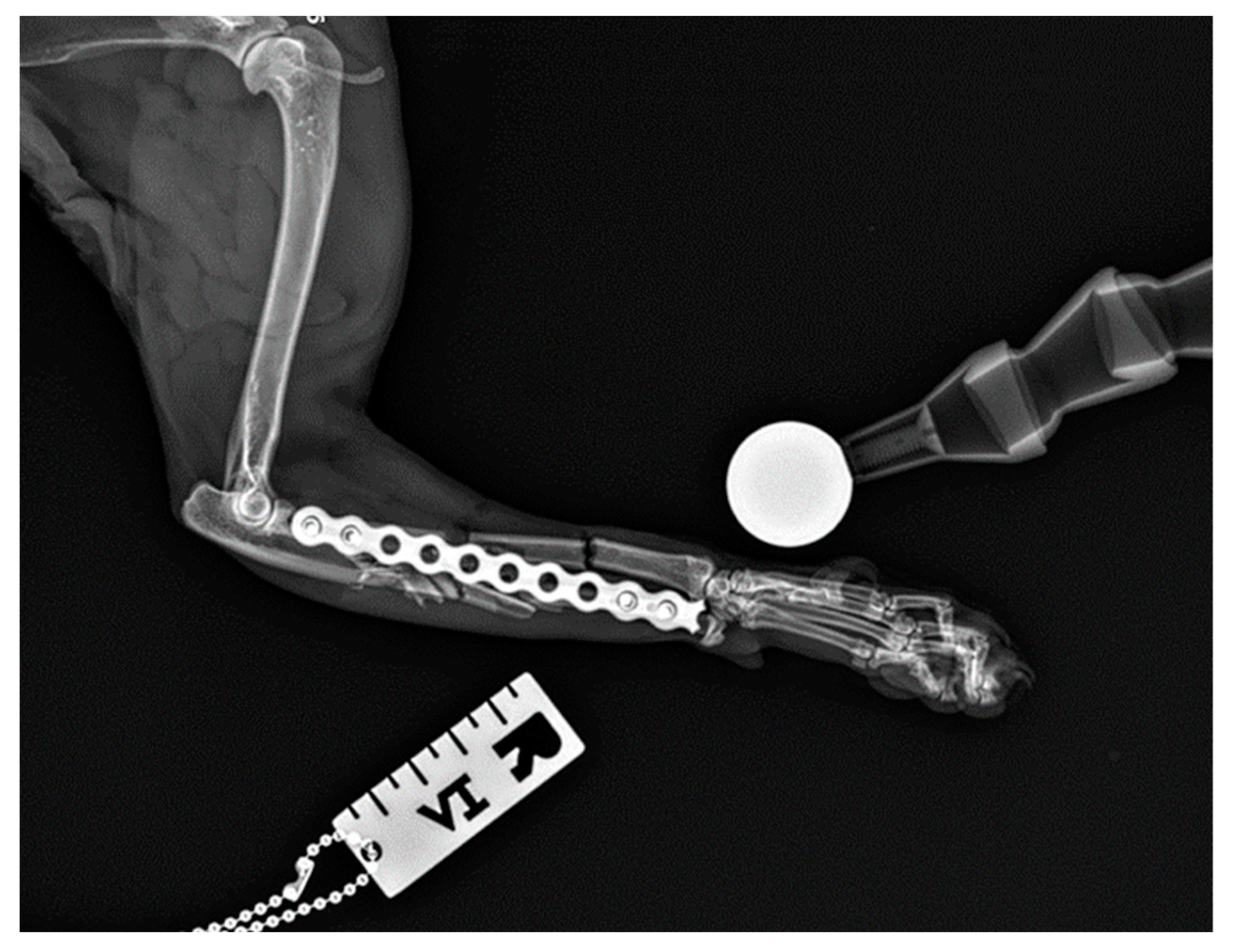 Animals 14 01381 g008