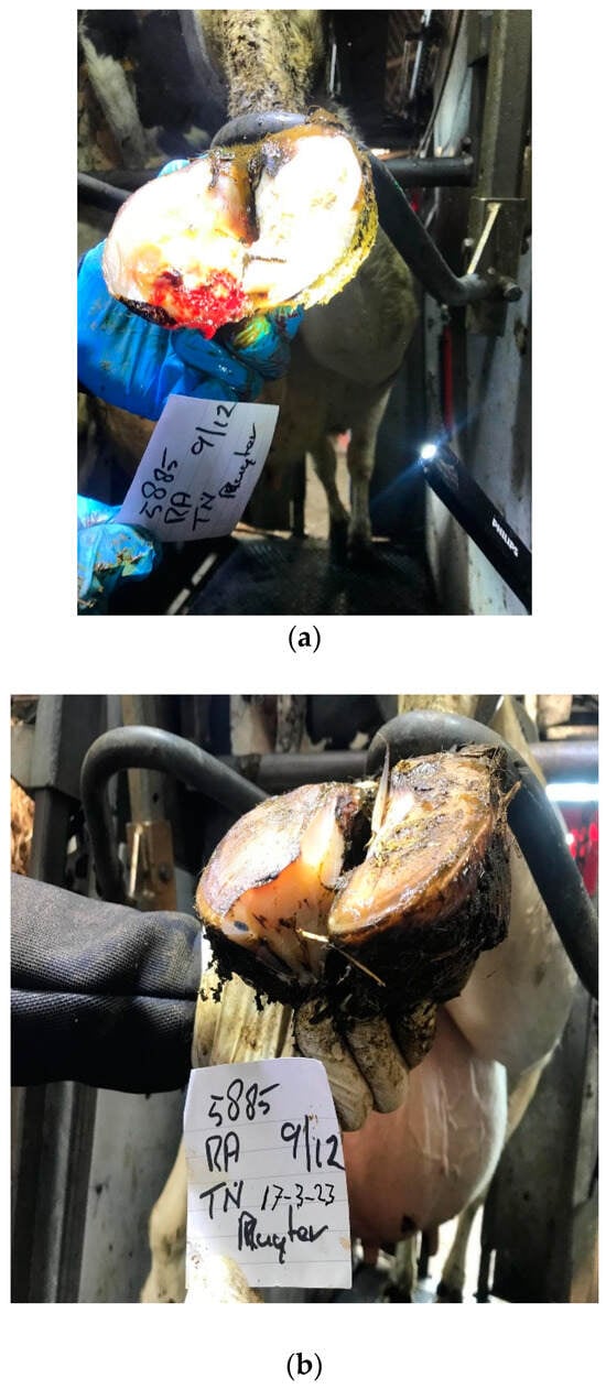 Animals 14 01396 g0a1