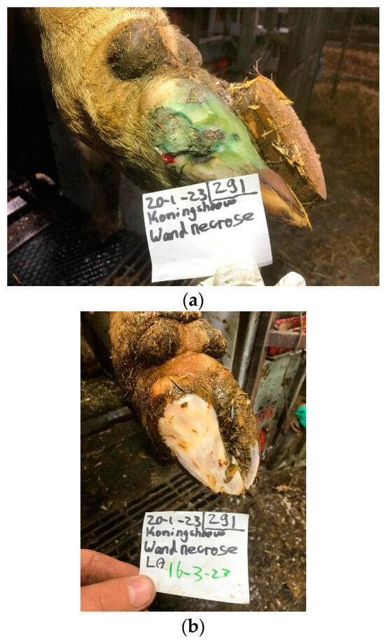 Animals 14 01396 g0a6