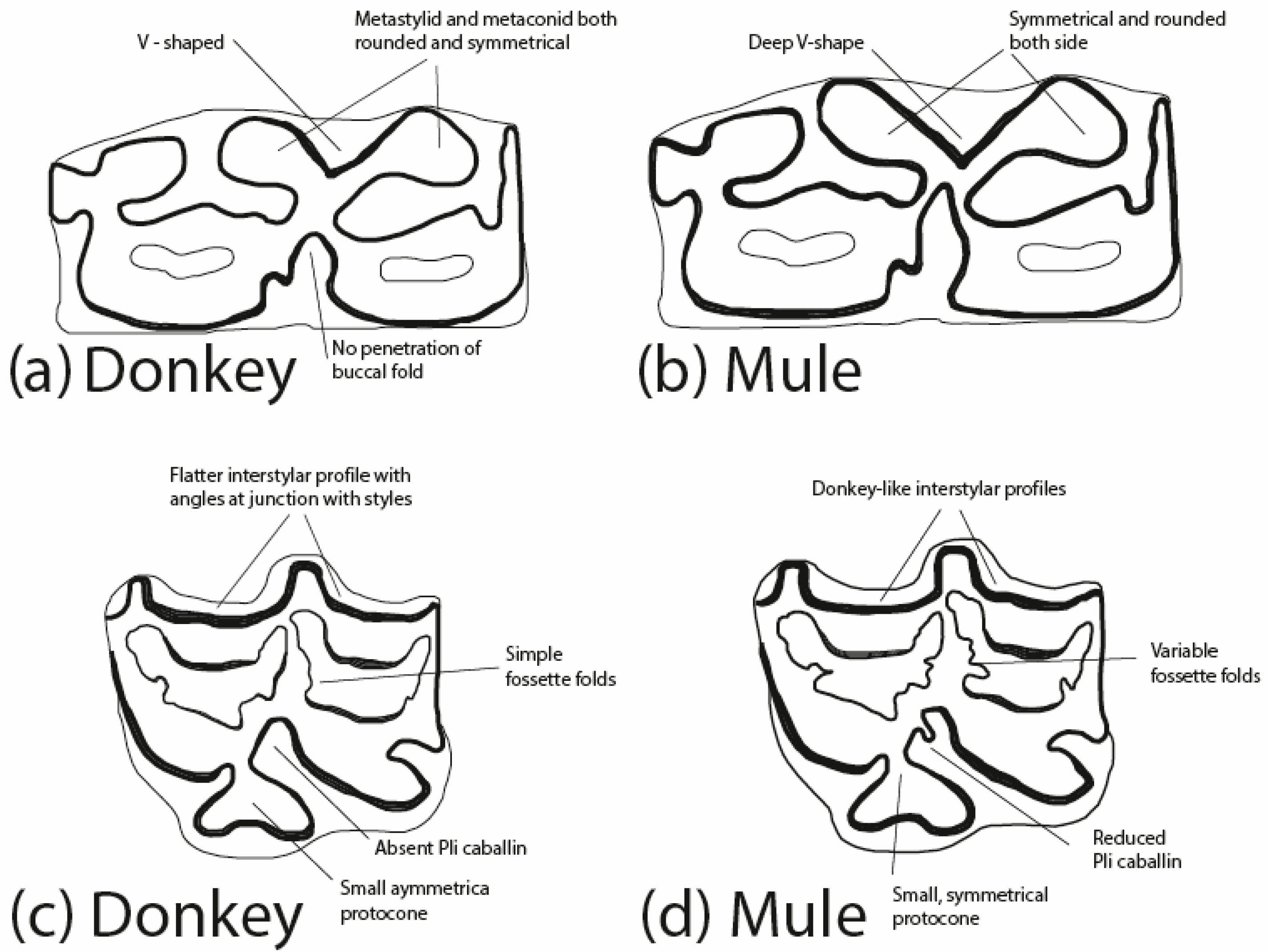 Animals 14 01397 g002