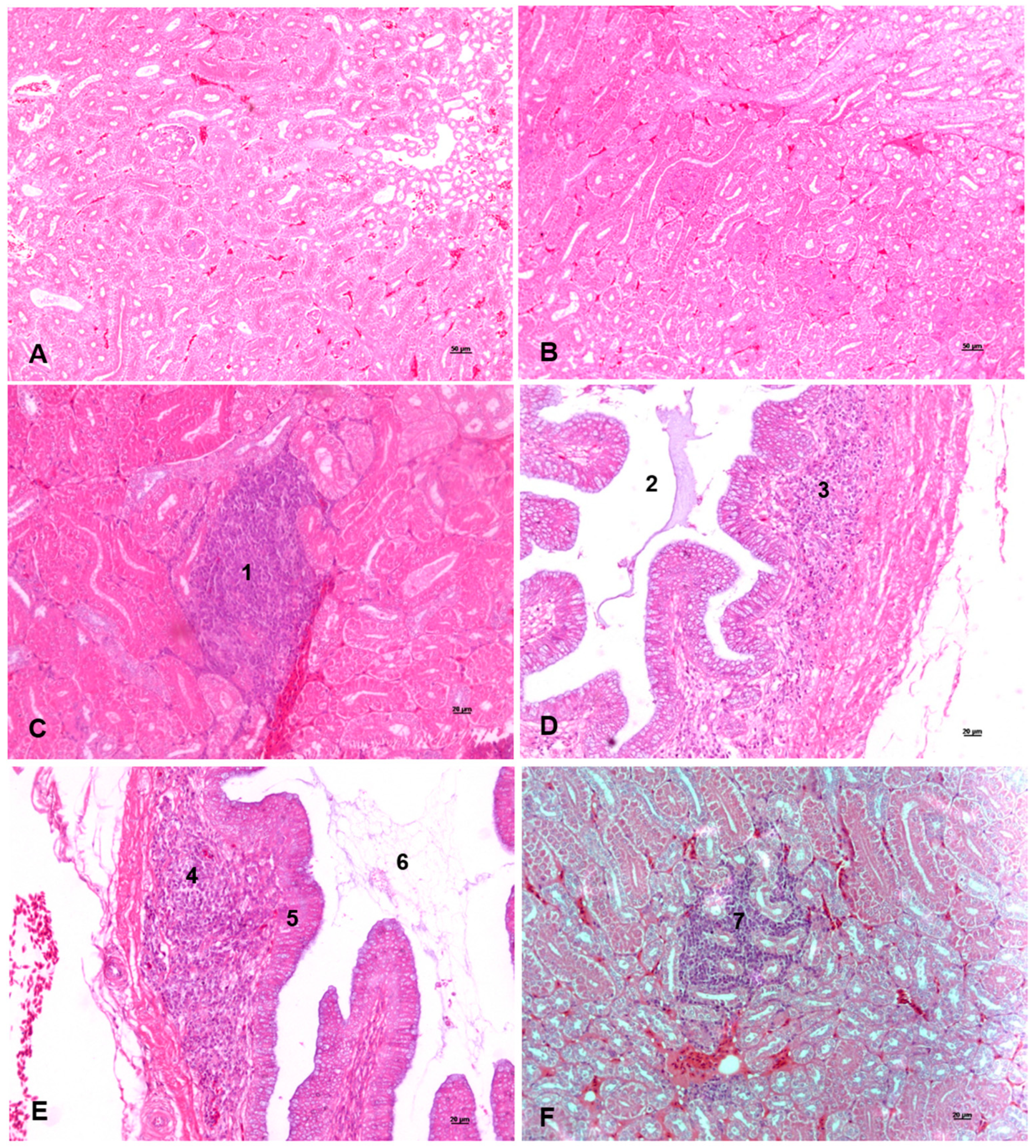 Animals 14 01407 g001