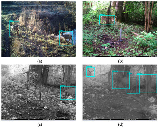 Animals 14 01408 g0a2