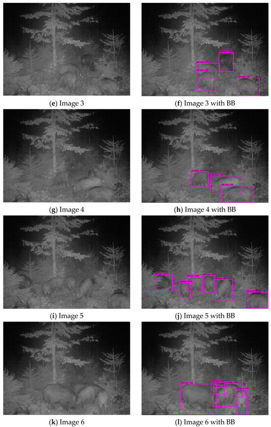 Animals 14 01408 g0a6b