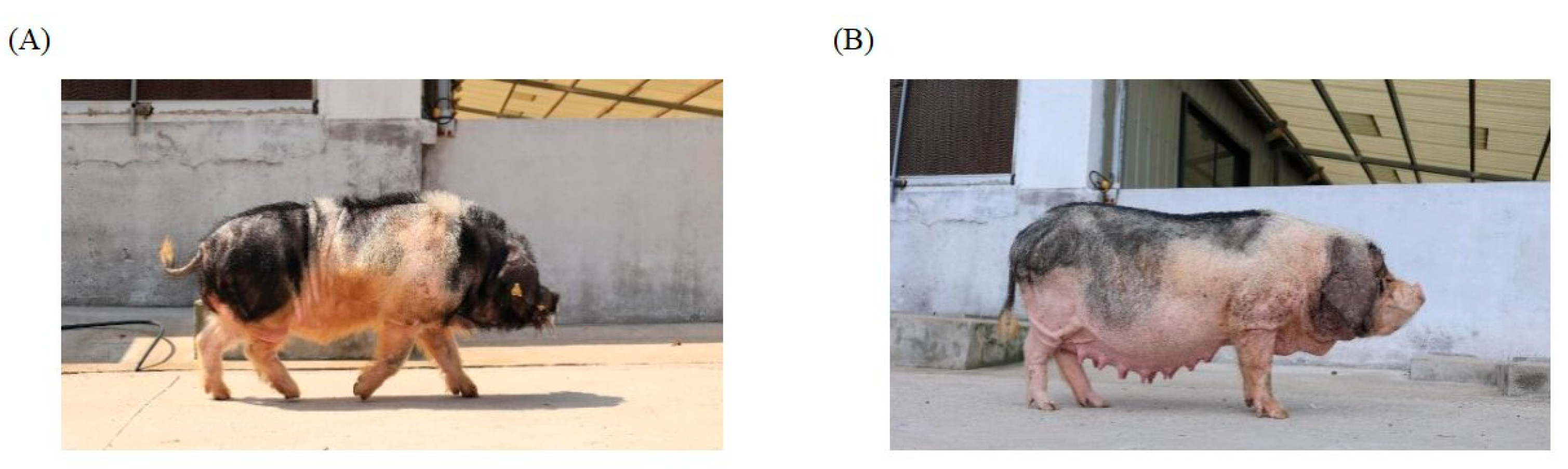 Animals 14 01419 g001