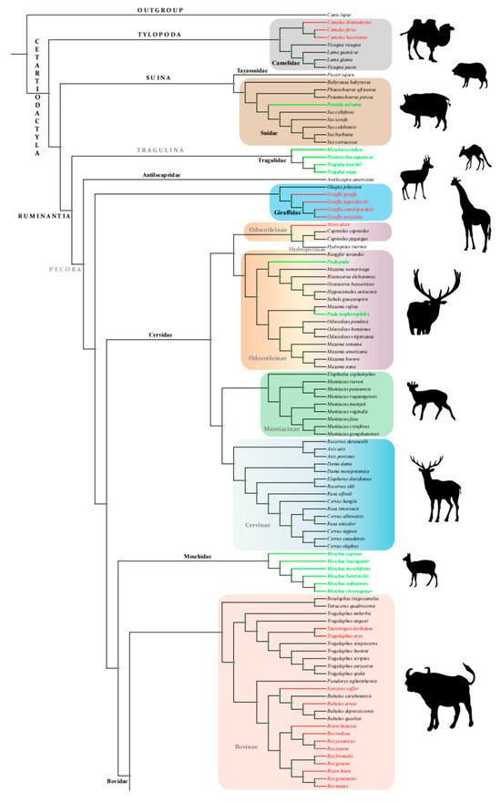 Animals 14 01434 g001a Animals 14 01434 g001a