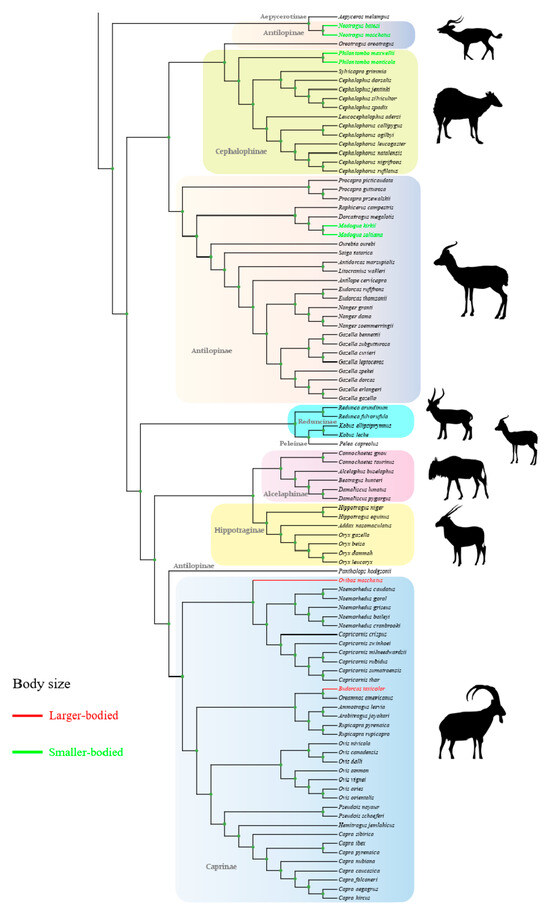 Animals 14 01434 g001b