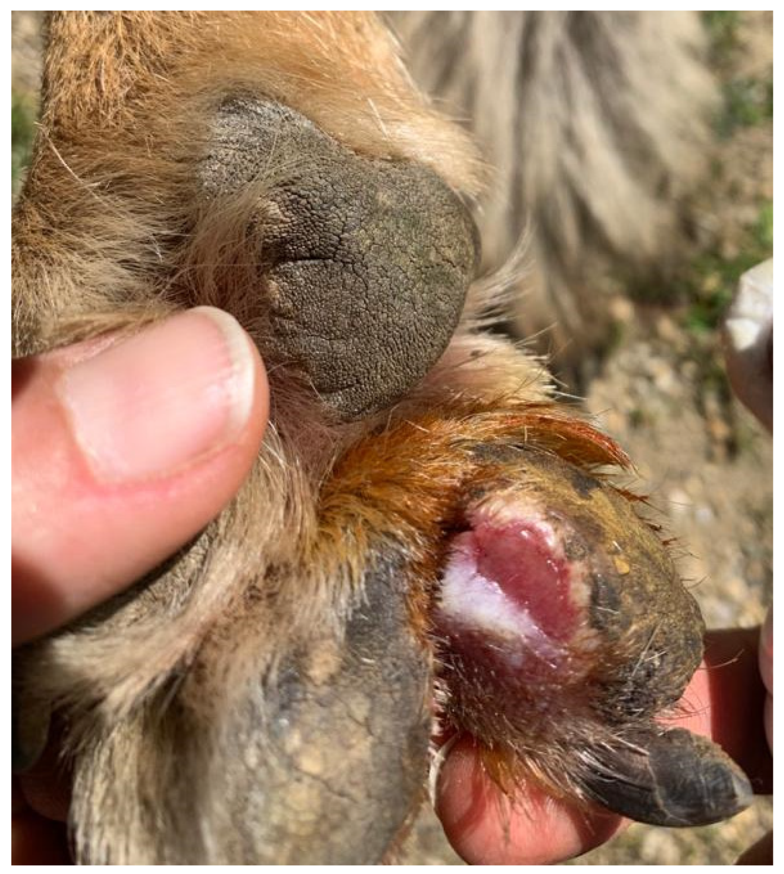 Animals 14 01436 g001