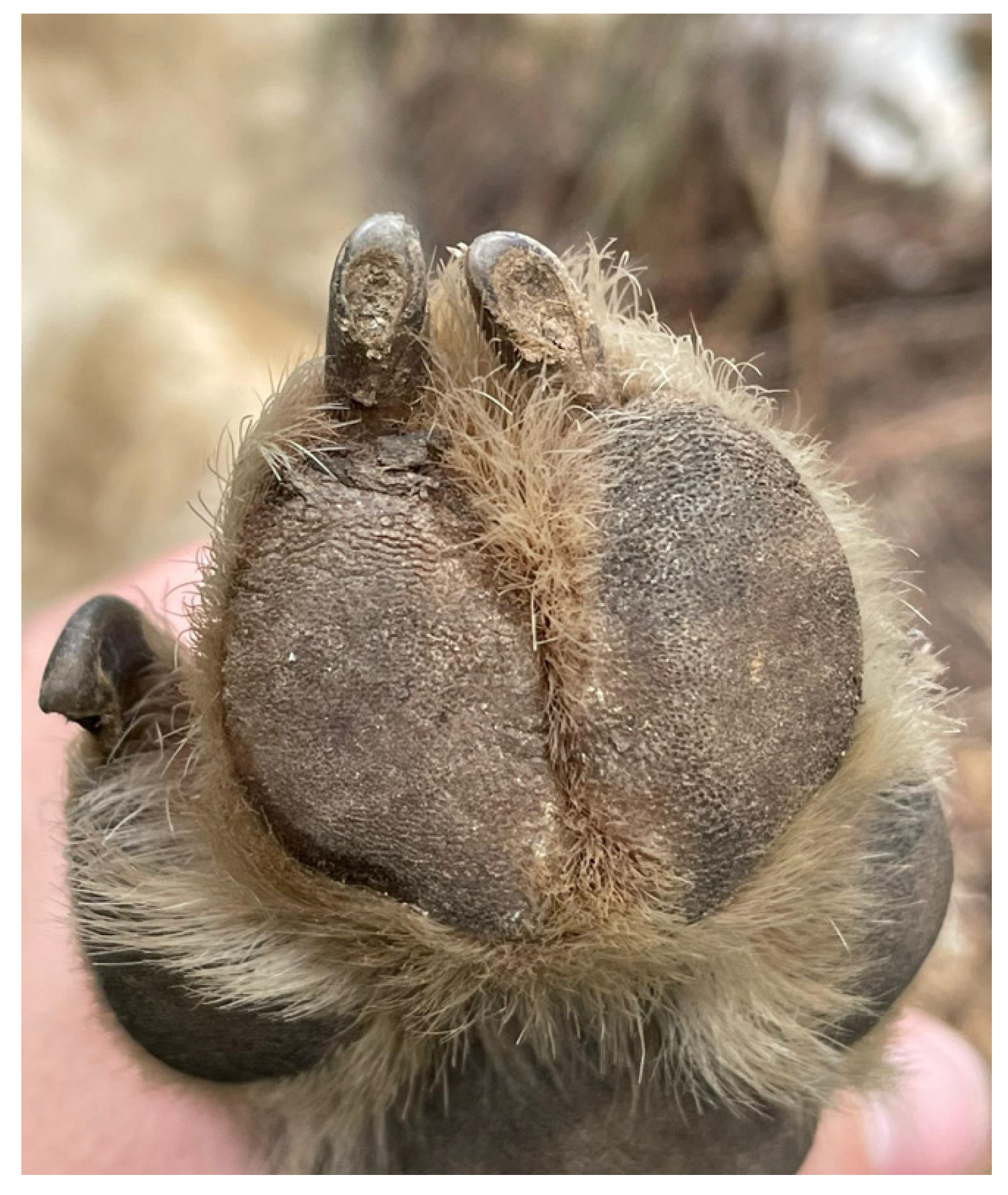 Animals 14 01436 g002