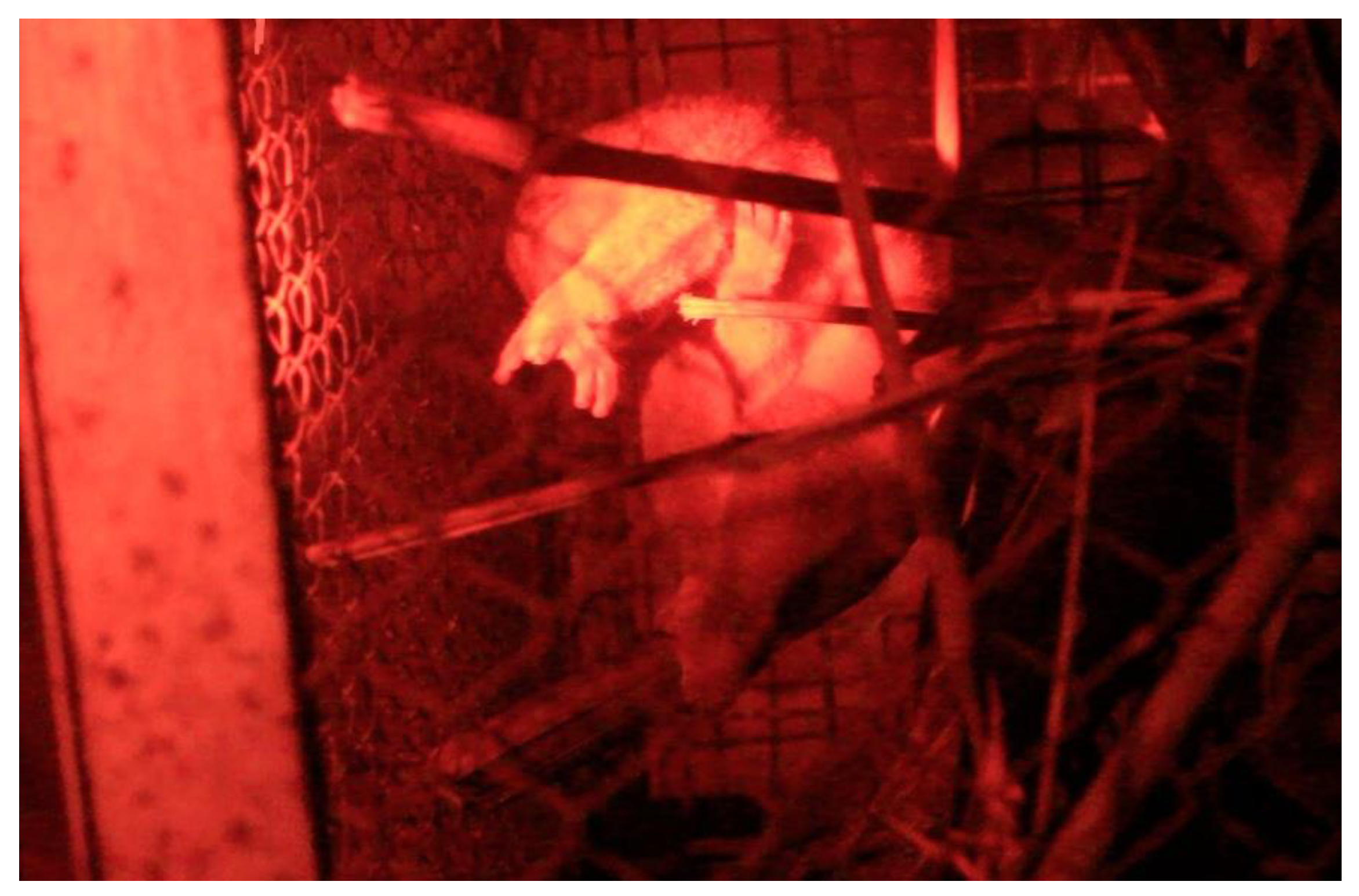 Animals 14 01438 g002