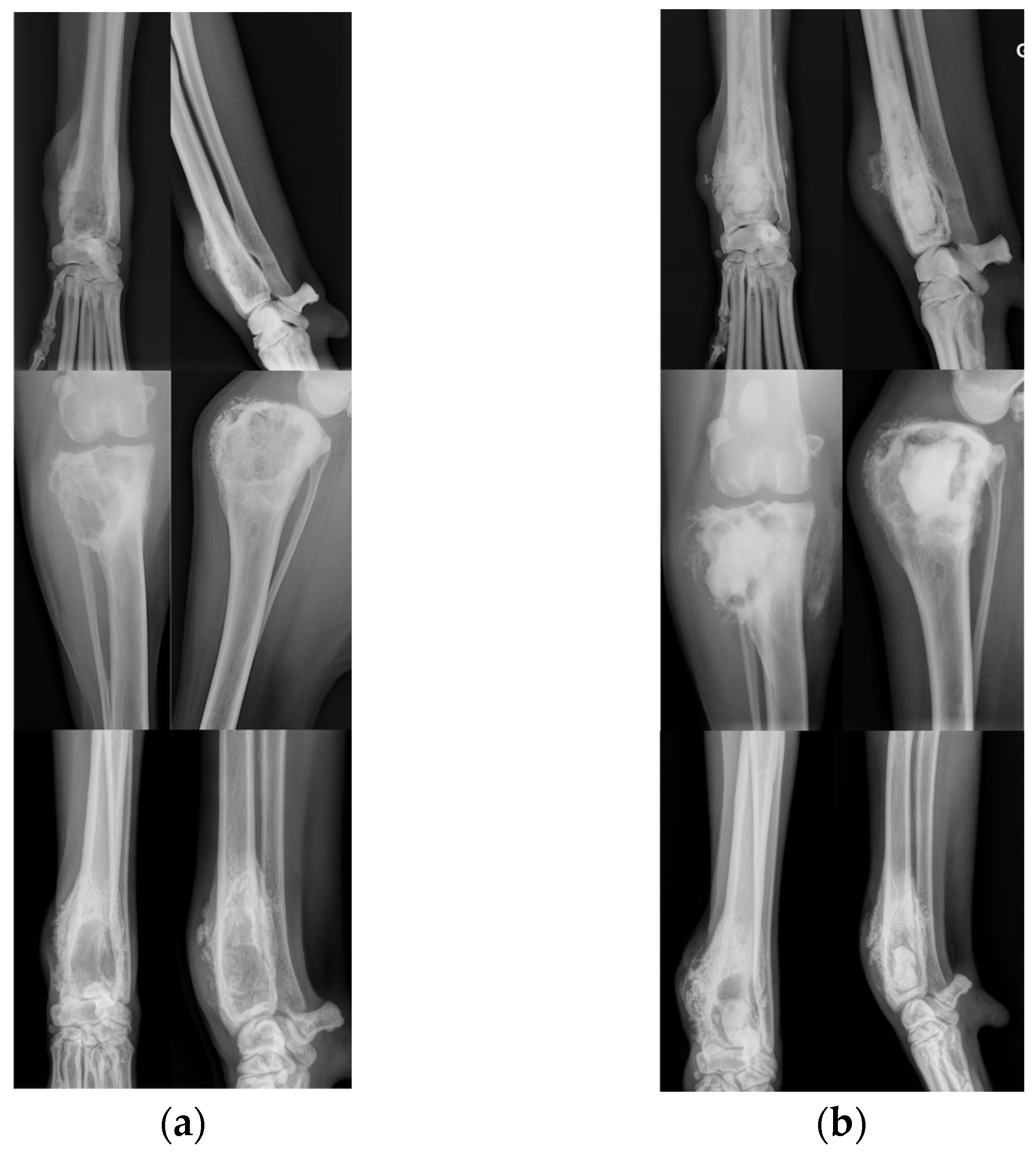 Animals 14 01460 g001