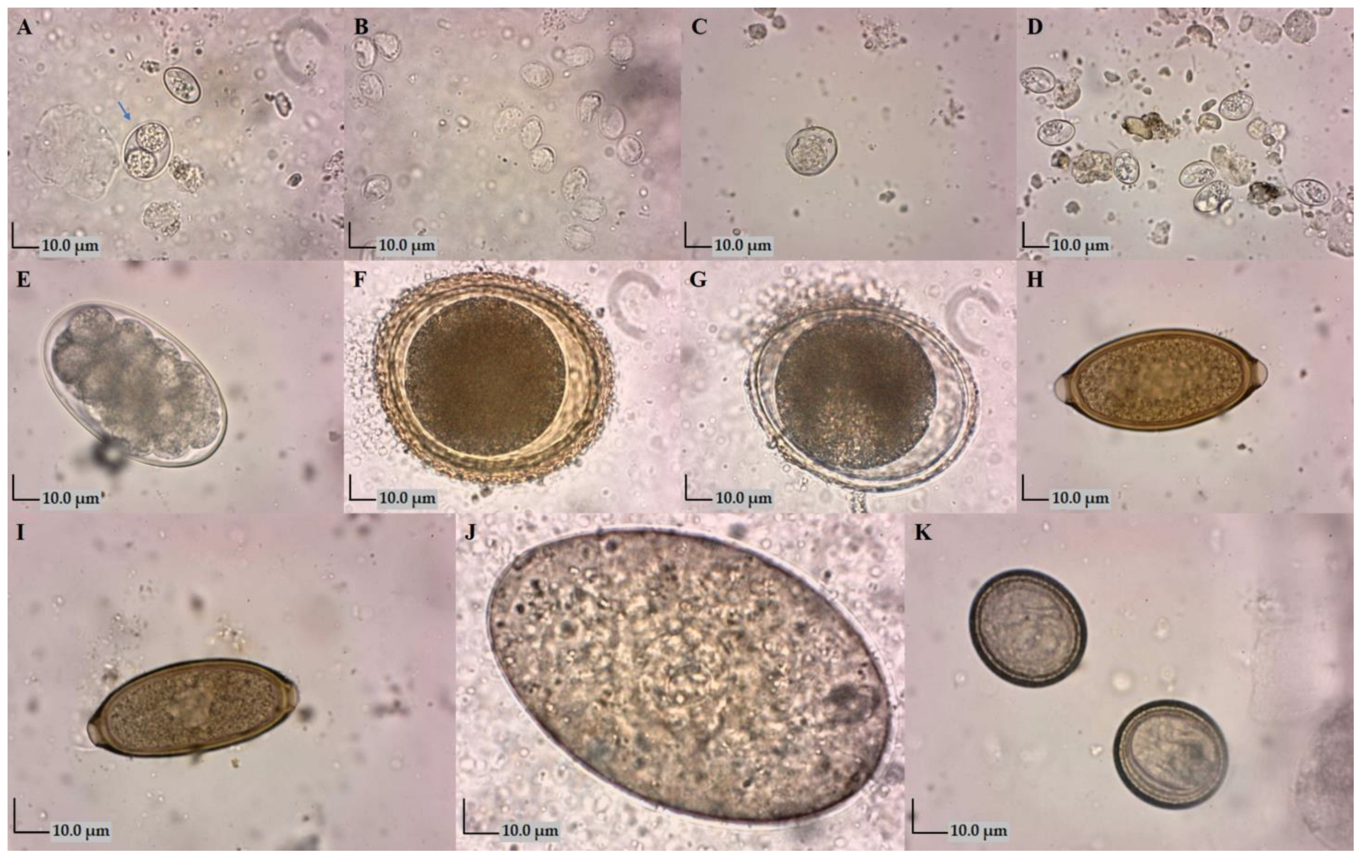 Animals 14 01463 g002