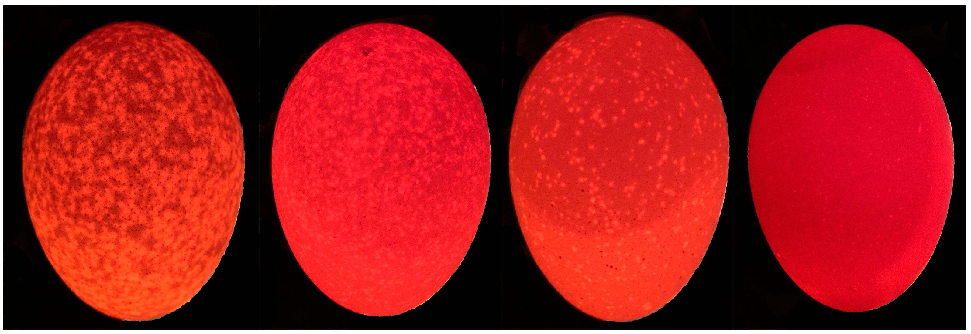 Animals 14 01477 g001