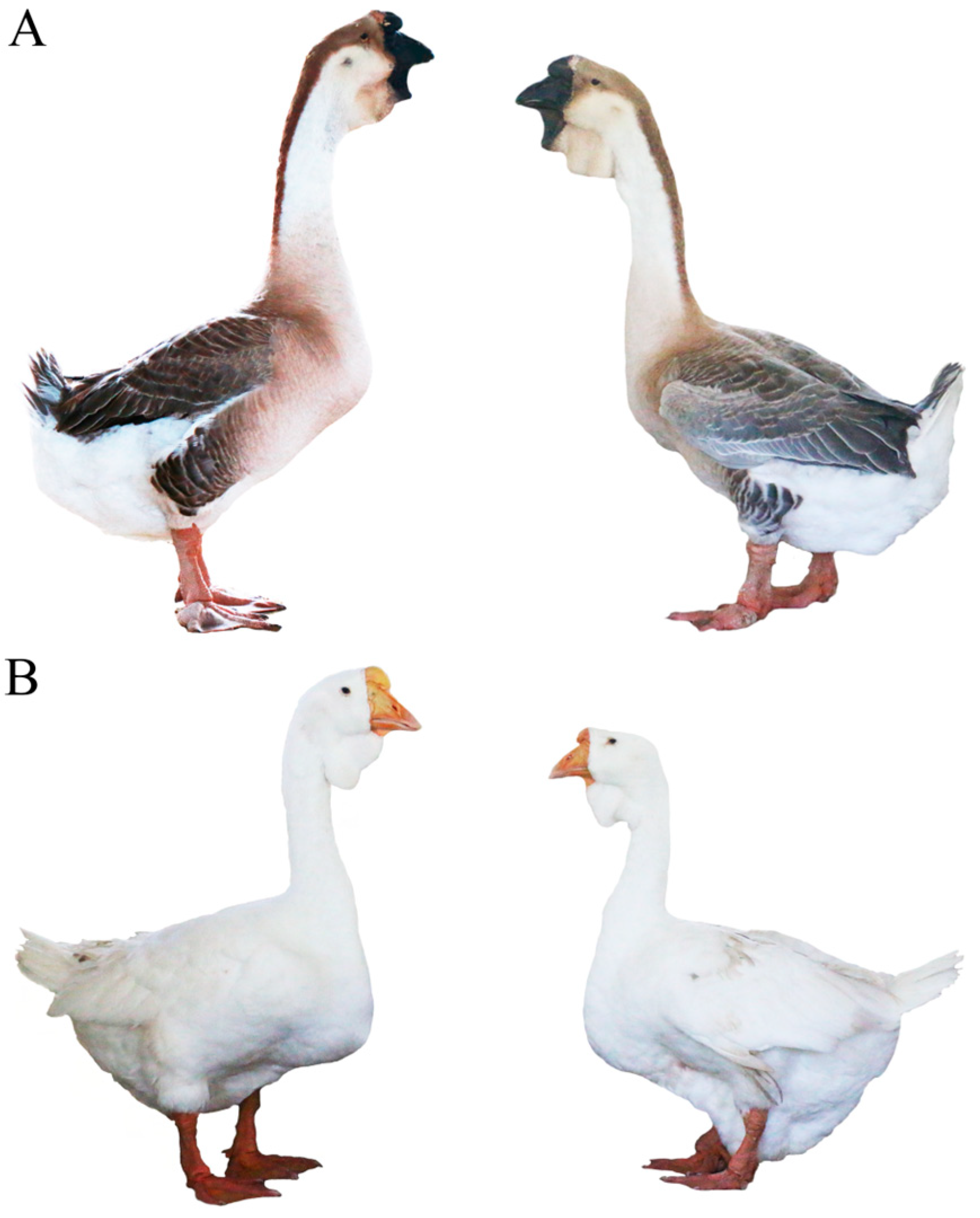 Animals 14 01508 g001