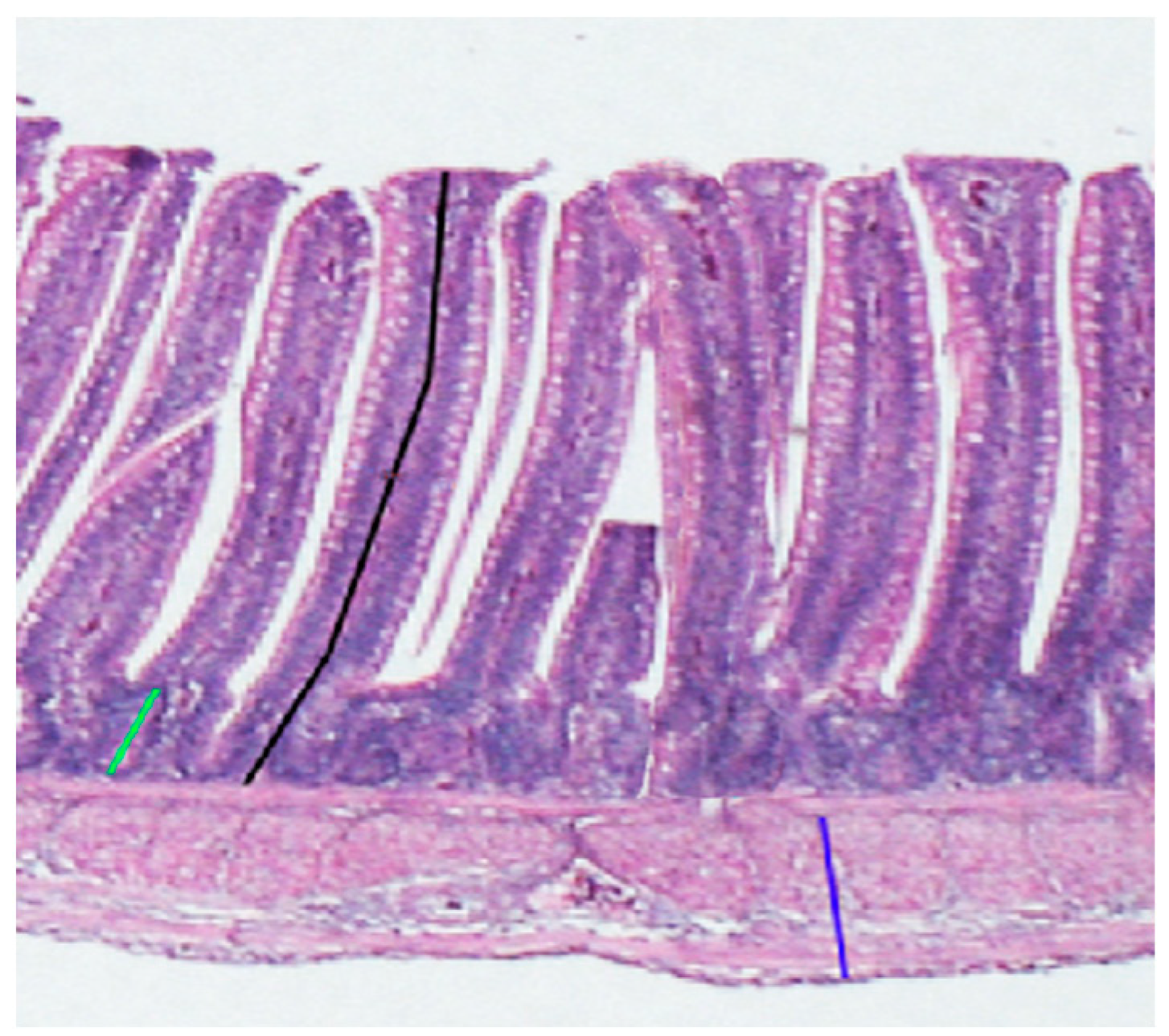 Animals 14 01536 g001