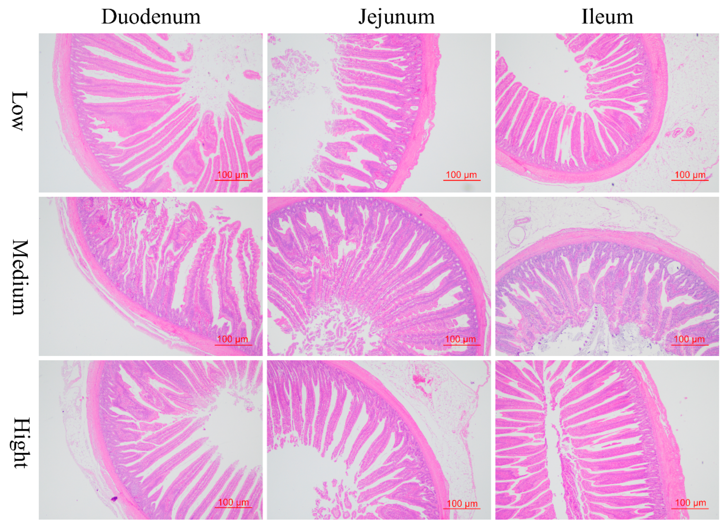 Animals 14 01536 g002