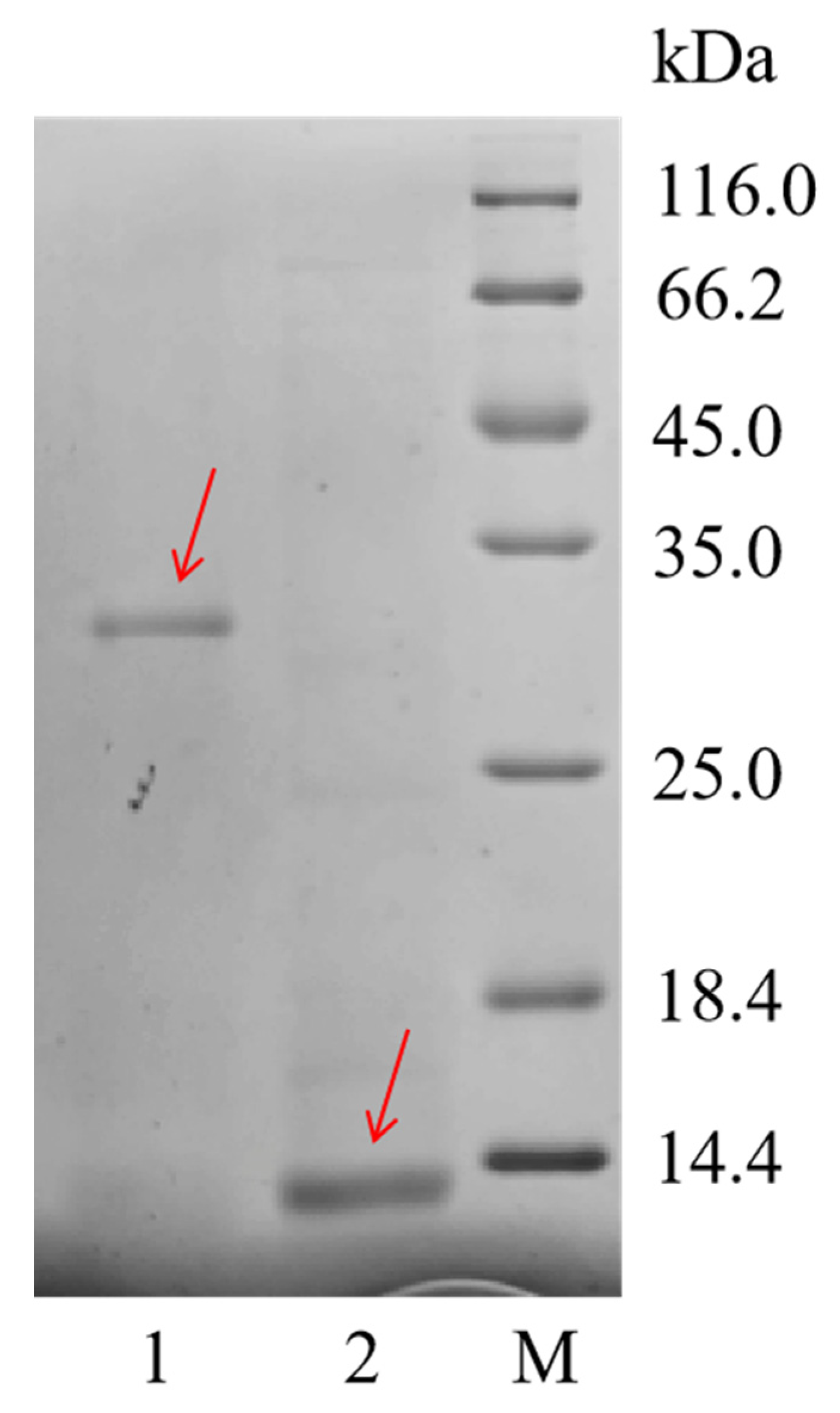 Animals 14 01550 g003
