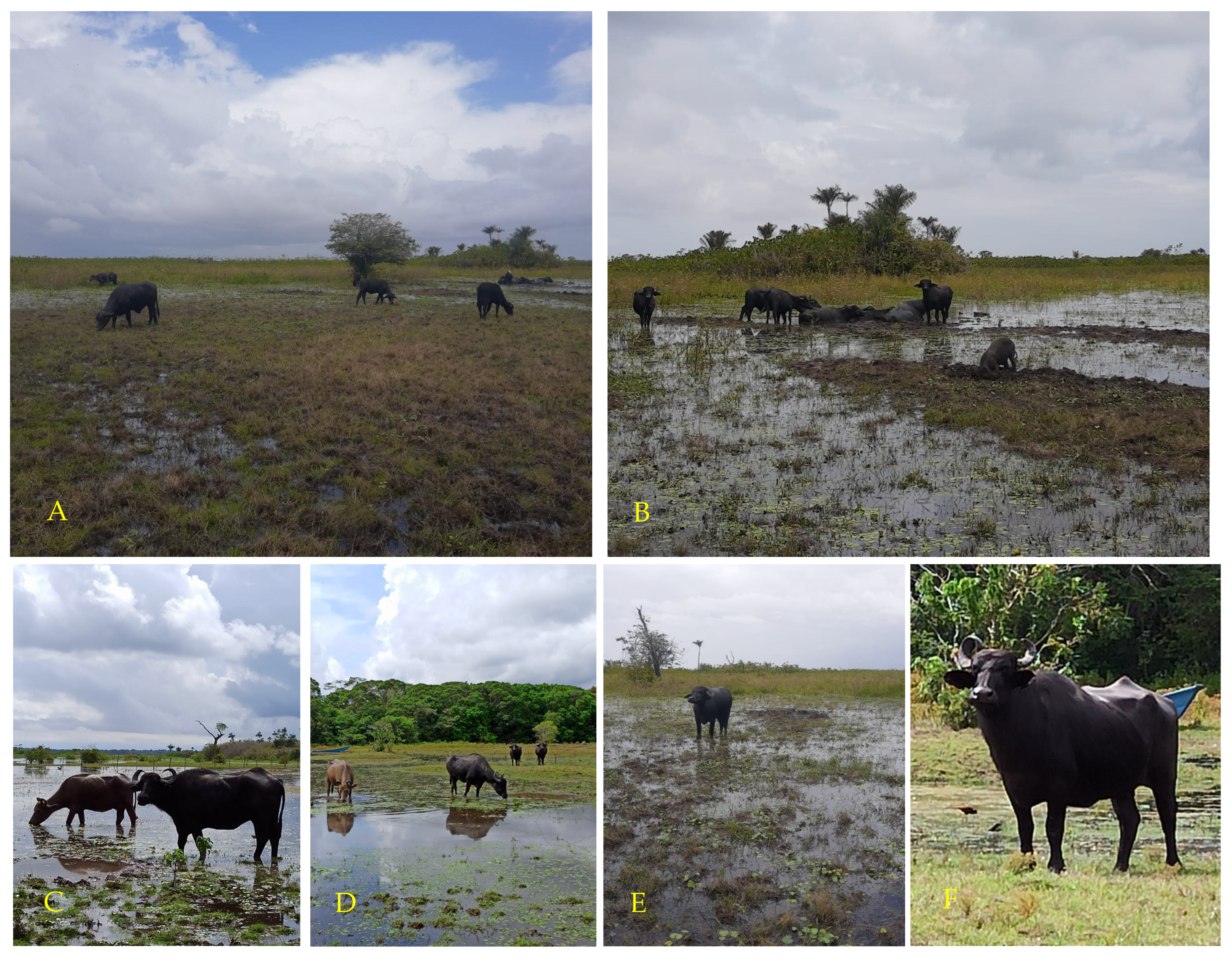 Animals 14 01618 g002