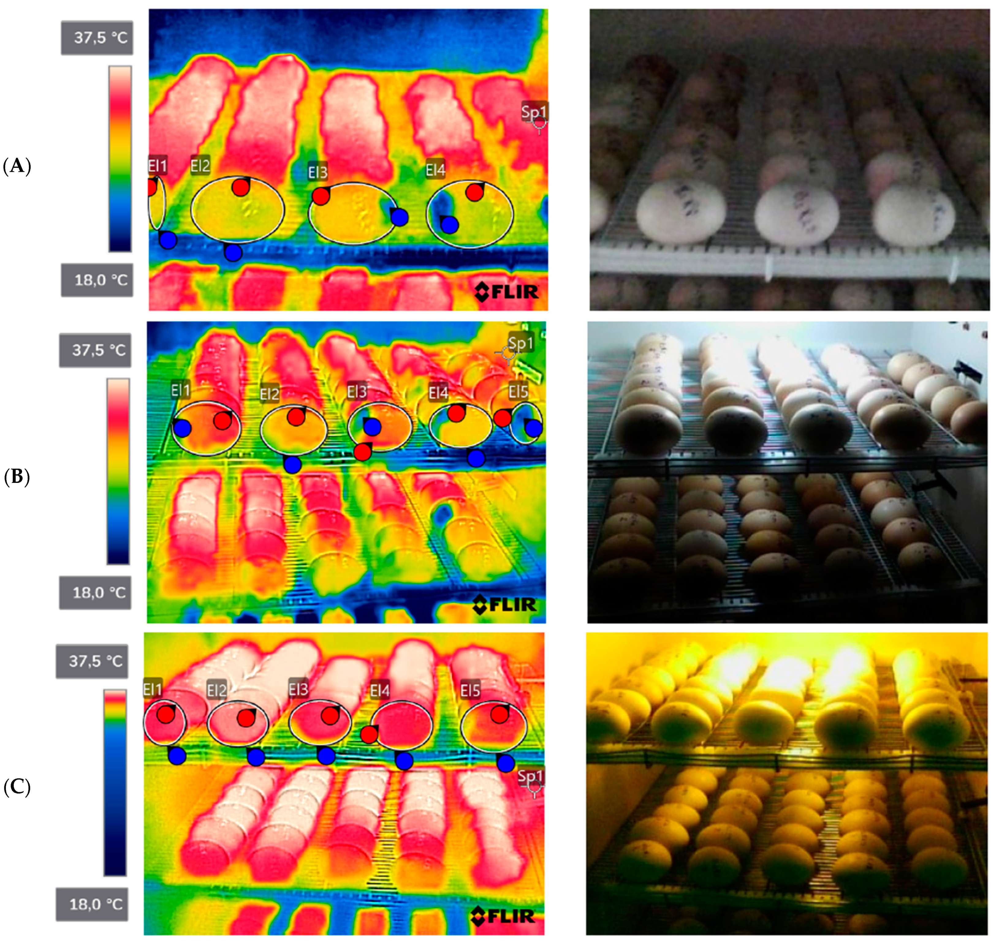 Animals 14 01620 g001