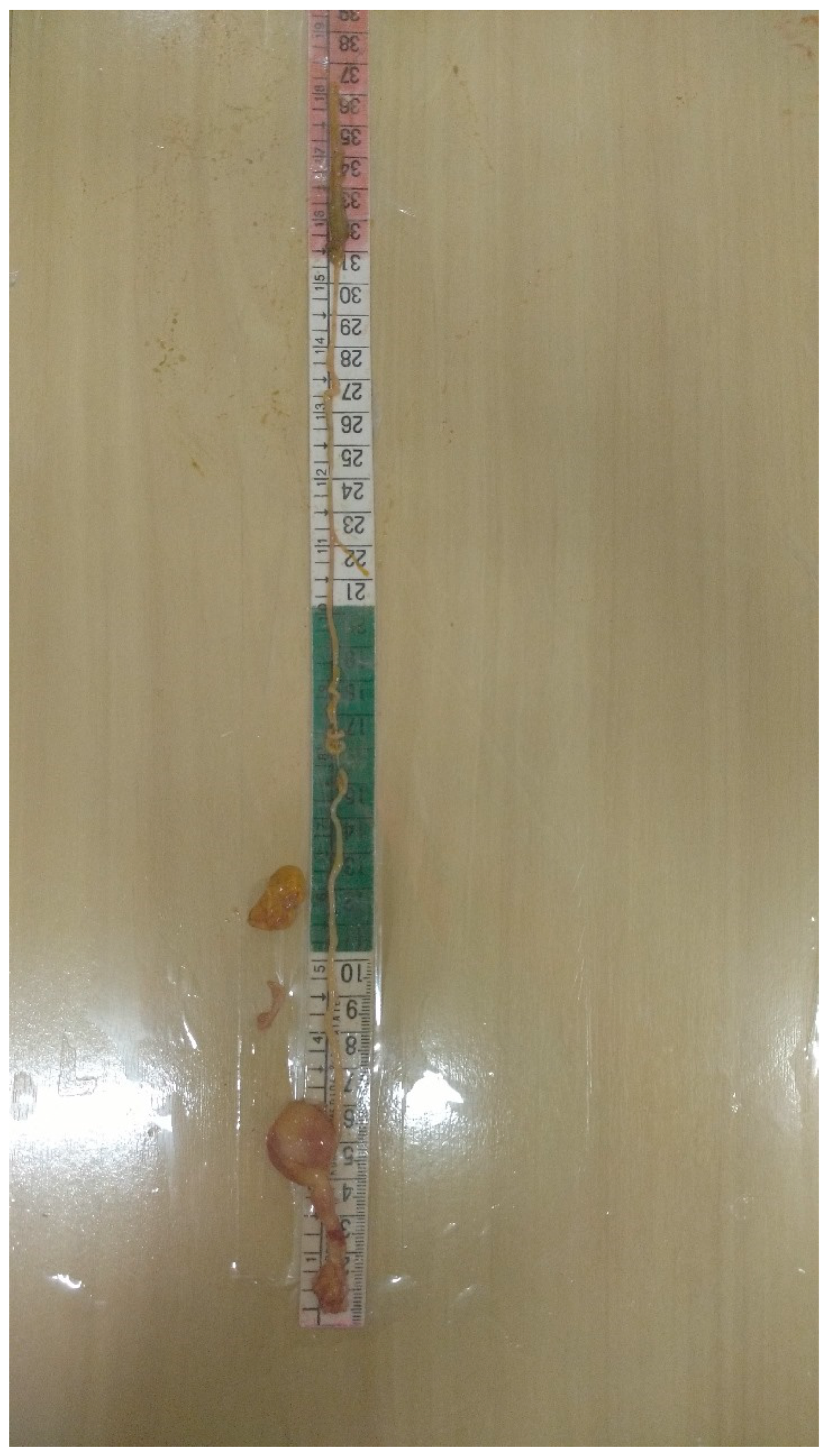 Animals 14 01620 g002